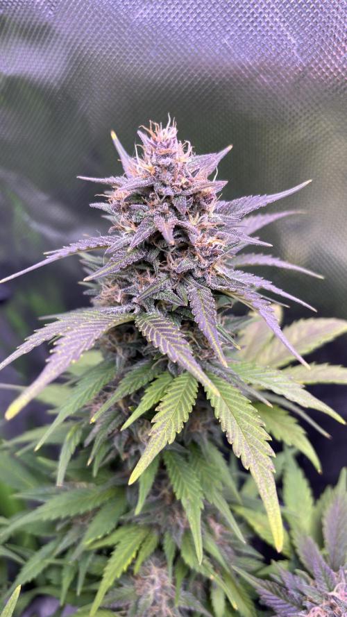 Meph_Buds 1. Week 10 - BPP