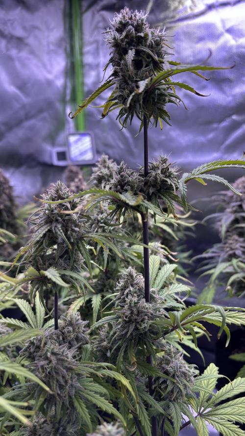 Meph_Buds 1. Week 11 - HBH