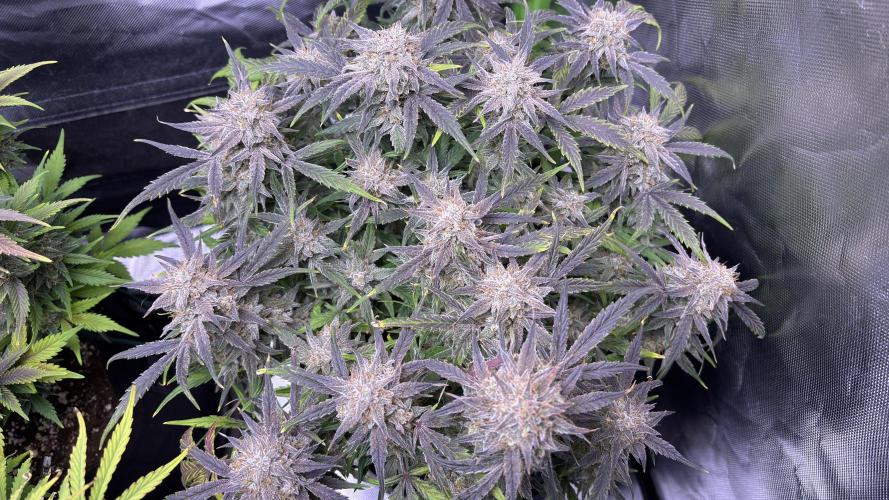 Meph_Buds 1. Week 11 - DG