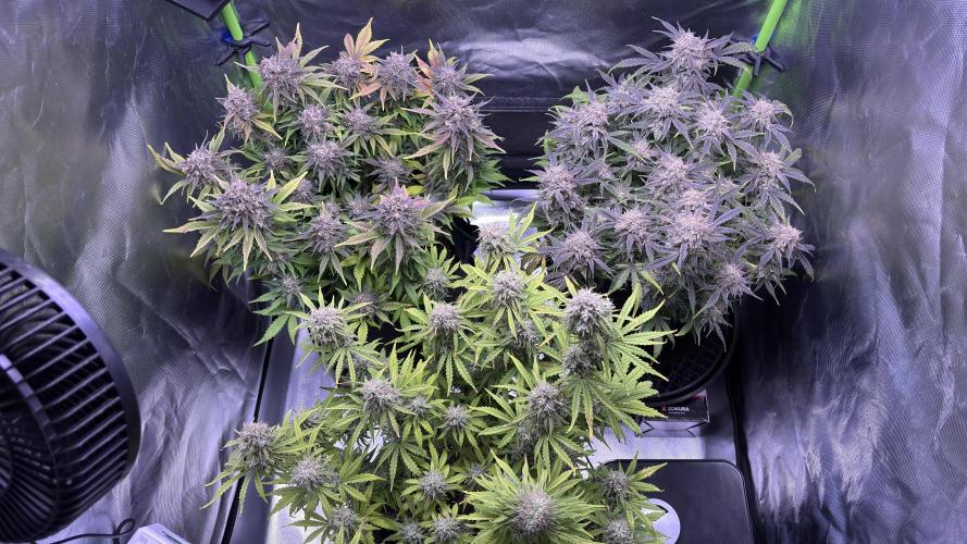 Meph_Buds 1. Week 11