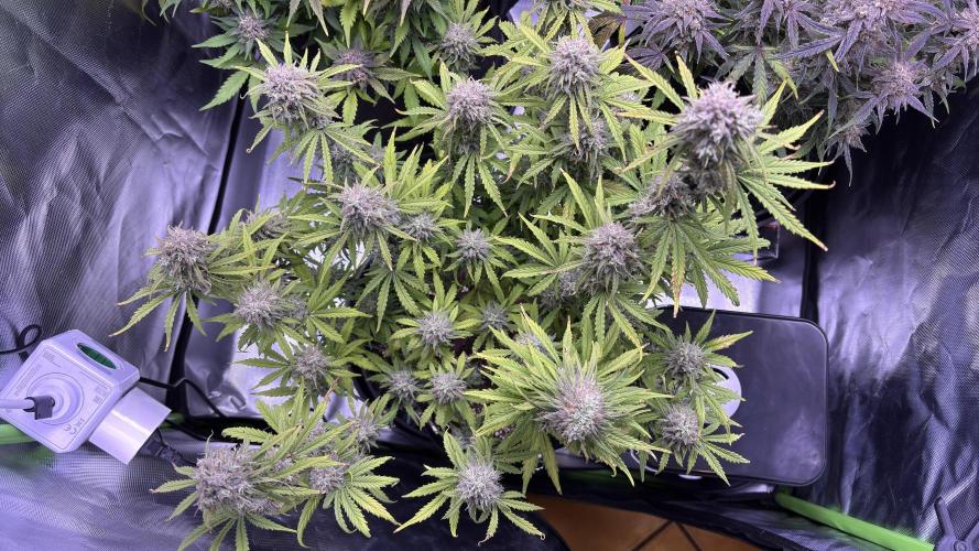 Meph_Buds 1. Week 11 - HBH