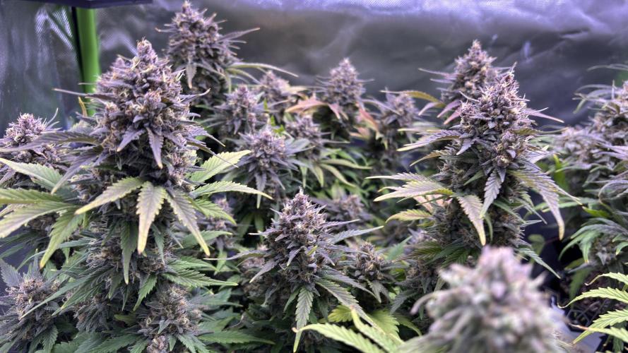 Meph_Buds 1. Week 11 - BPP