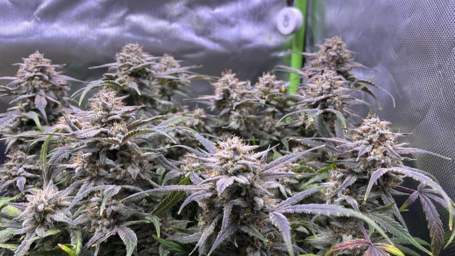 Meph_Buds 1. Week 11 - DG