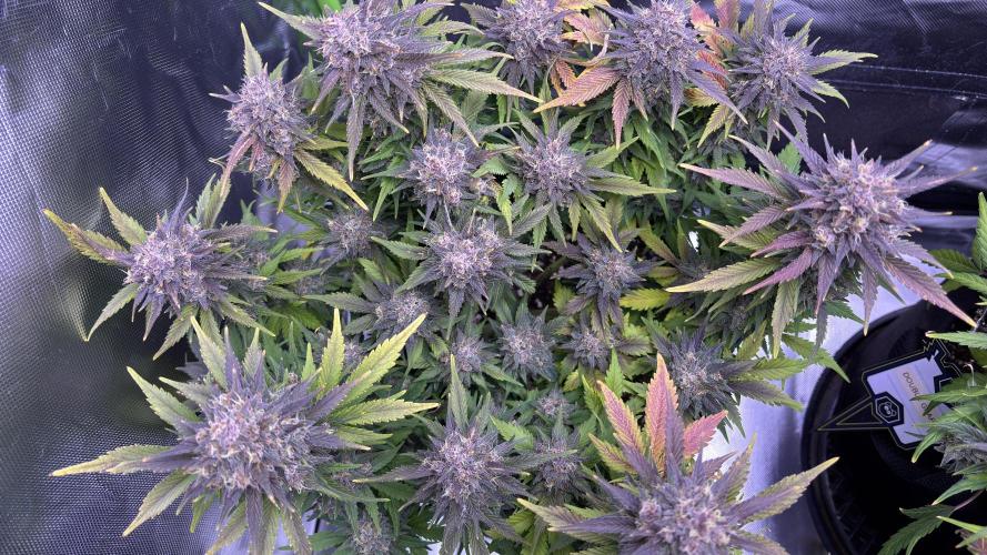 Fast Buds - Banana Purple Punch Auto door Meph_q1