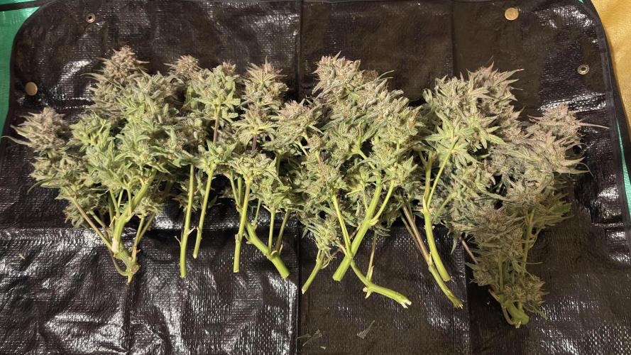 Meph_Buds 1. Week 12 - wet
