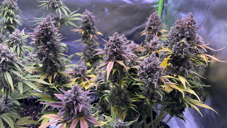 Meph_Buds 1. Week 12 - BPP