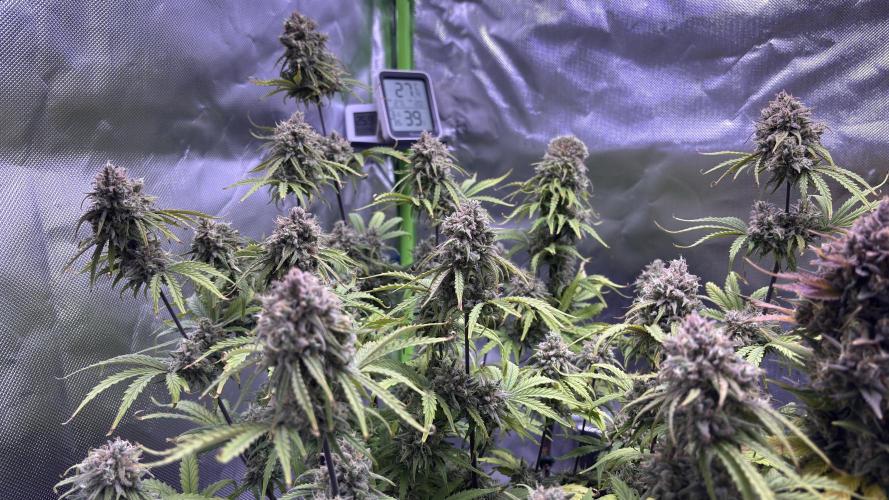 Meph_Buds 1. Week 12 - HBH