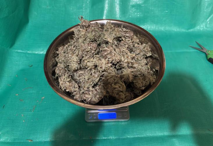 Meph_Buds 1. Week 12 - dry