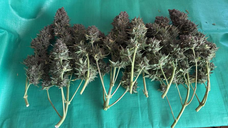 Meph_Buds 1. Week 13