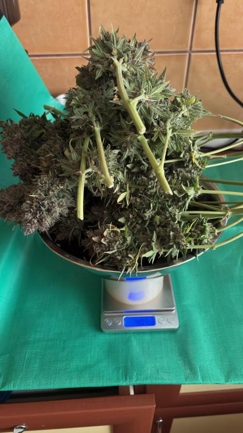 Meph_Buds 1. Week 13