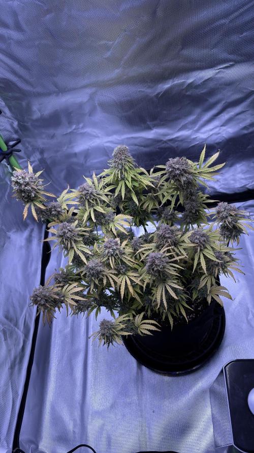Meph_Buds 1. Week 13 - HBH