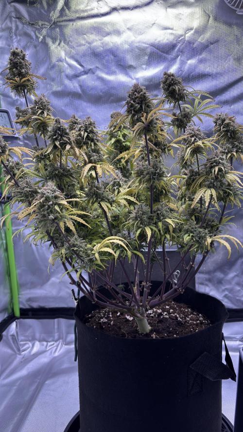 Meph_Buds 1. Week 13 - HBH