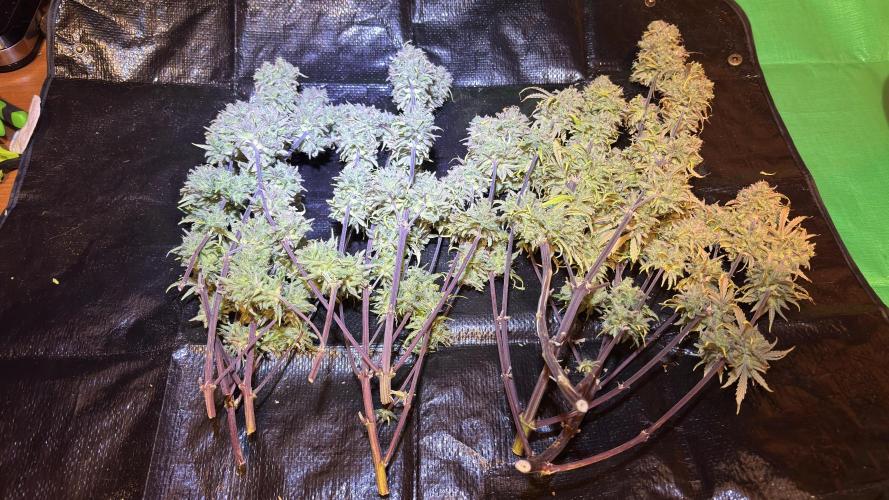 Meph_Buds 1. Week 14