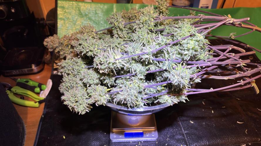 Meph_Buds 1. Week 14