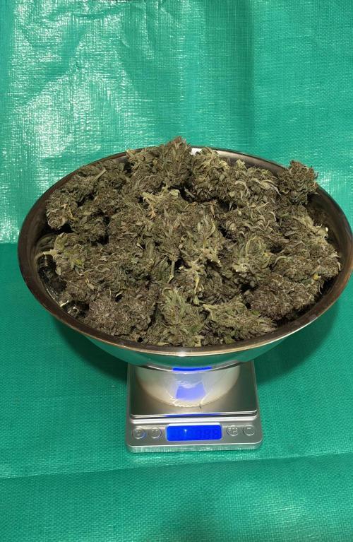 Meph_Buds 1. Week 13