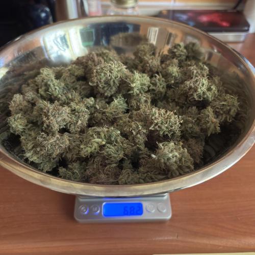 Meph_Buds 1. Week 14