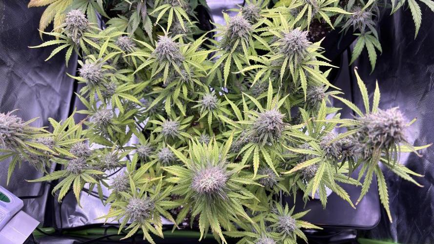 Meph_Buds 1. Week 10 - HBH