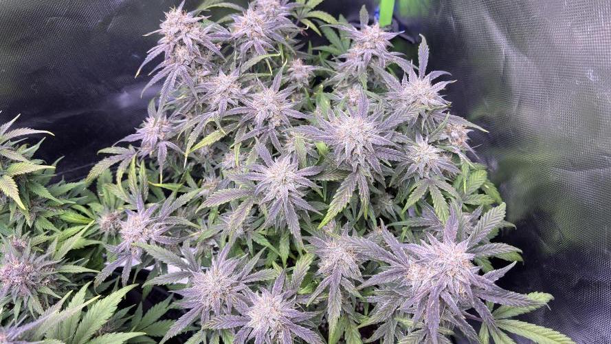 Meph_Buds 1. Week 10 - DG