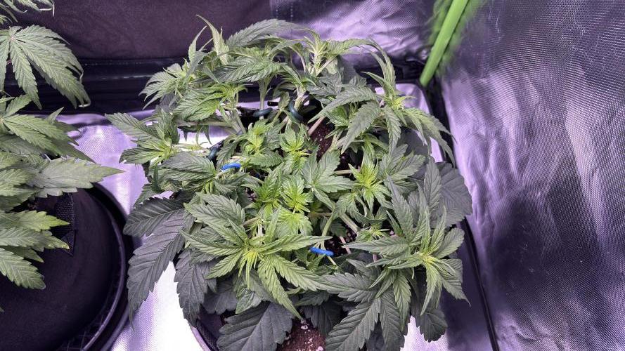 #2 MephBuds_1. Week 5 - DG