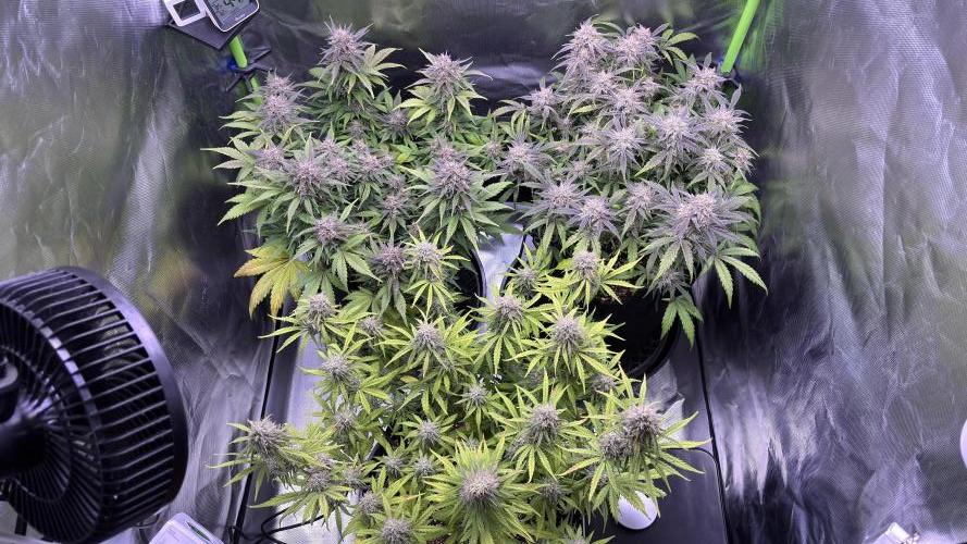 Meph_Buds 1. Week 10
