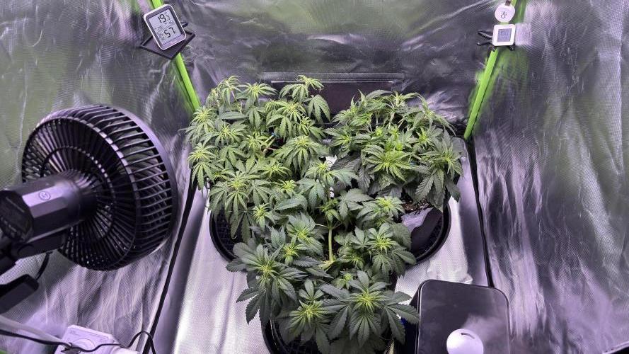 #2 MephBuds_1. Week 5