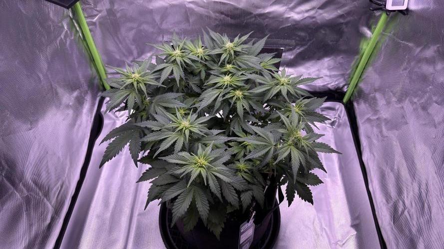 #2 MephBuds_1. Week 6 - BPP