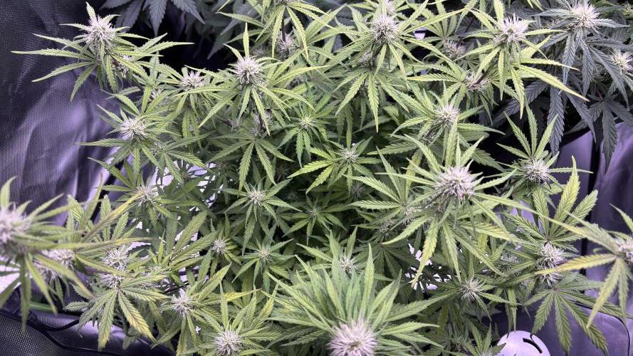 #2 MephBuds_1. Week 7 - HBH