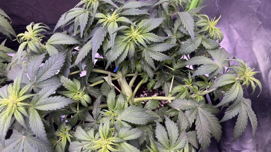 #2 MephBuds_1. Week 5 - BPP