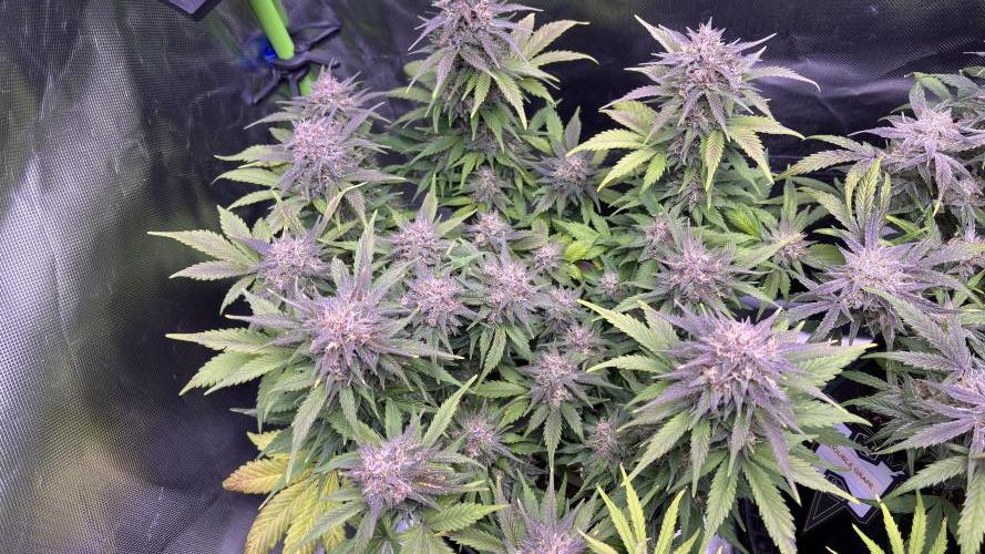 Meph_Buds 1. Week 10 - BPP