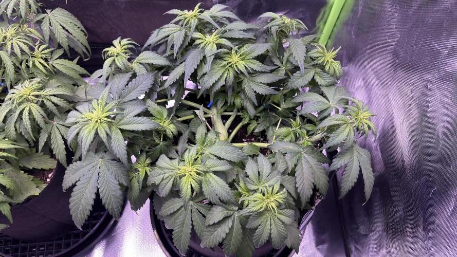 #2 MephBuds_1. Week 5 - BPP