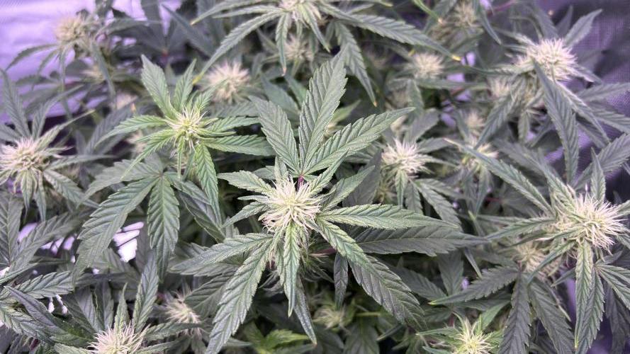 #2 MephBuds_1. Week 7 - DG