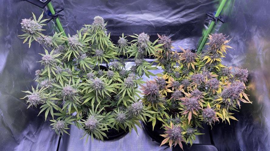 Meph_Buds 1. Week 12
