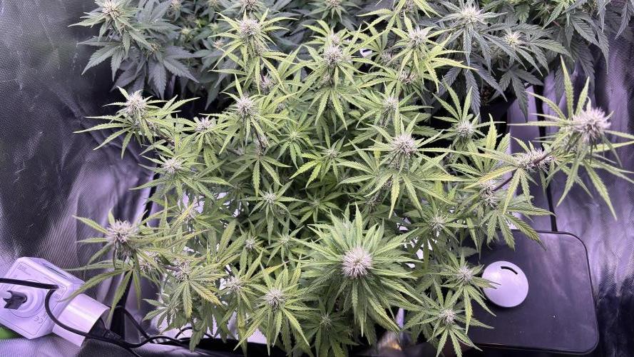 #2 MephBuds_1. Week 7 - HBH