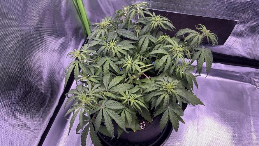 #2 MephBuds_1. Week 5 - HBH