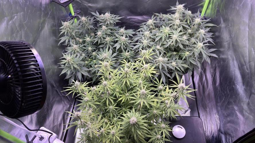 #2 MephBuds_1. Week 7