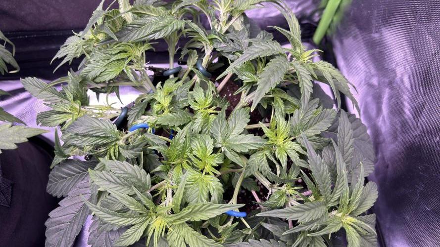 #2 MephBuds_1. Week 5 - DG