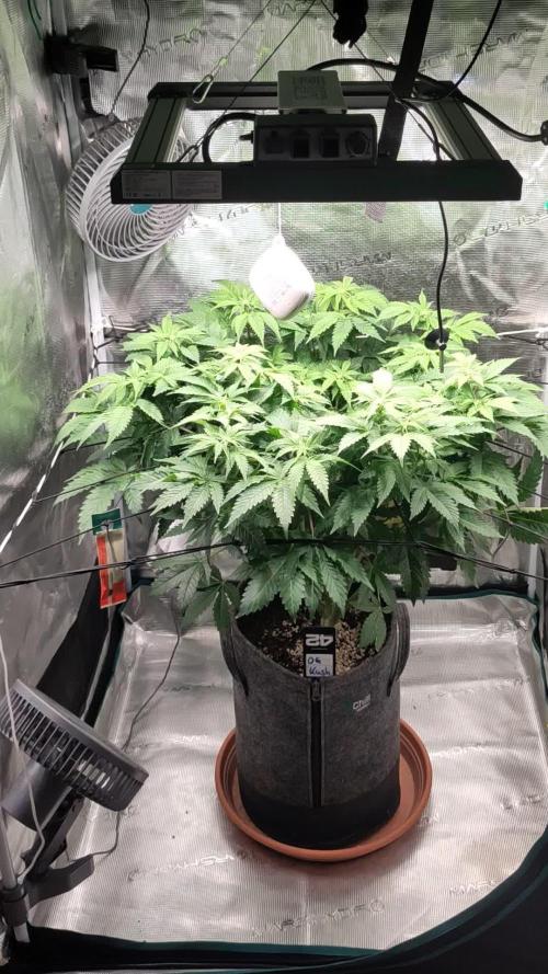 OG Kush #006