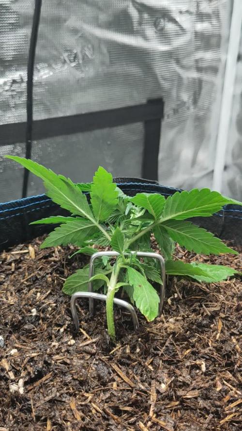 Banana OG Auto #007