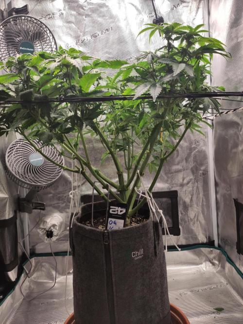 OG Kush #006. Week 11