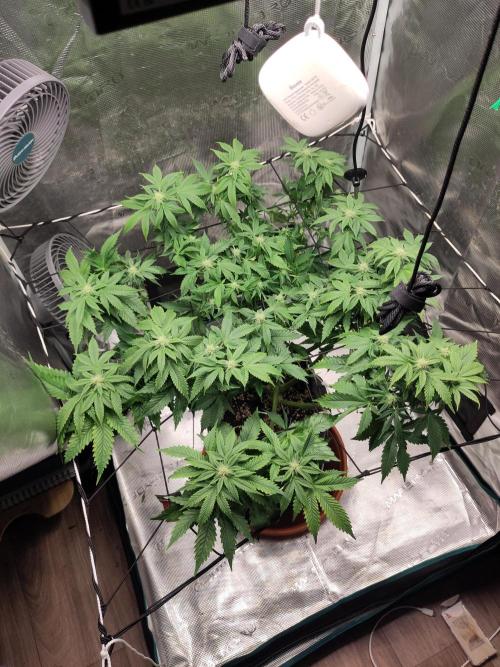 OG Kush #006. Week 11