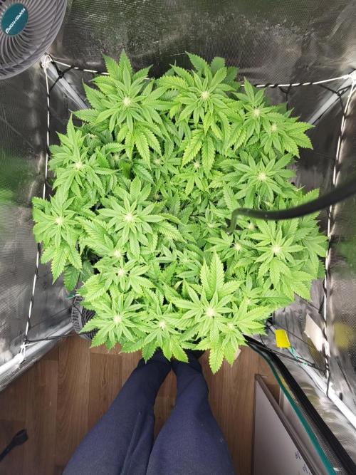 OG Kush #006. Week 11