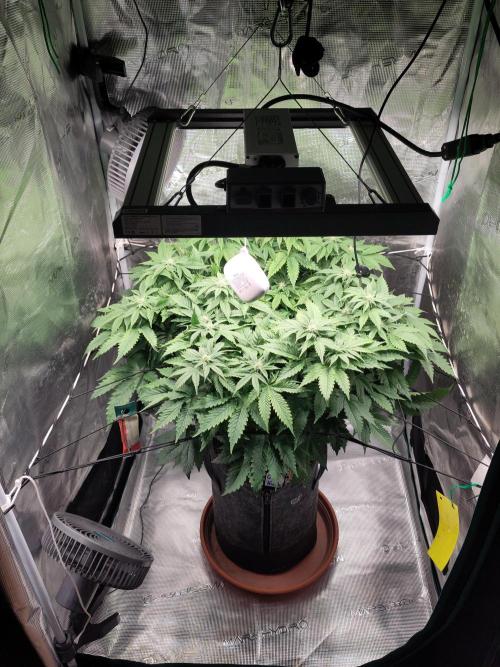 OG Kush #006. Week 11