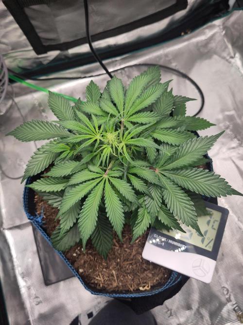Banana OG Auto #007. Week 4
