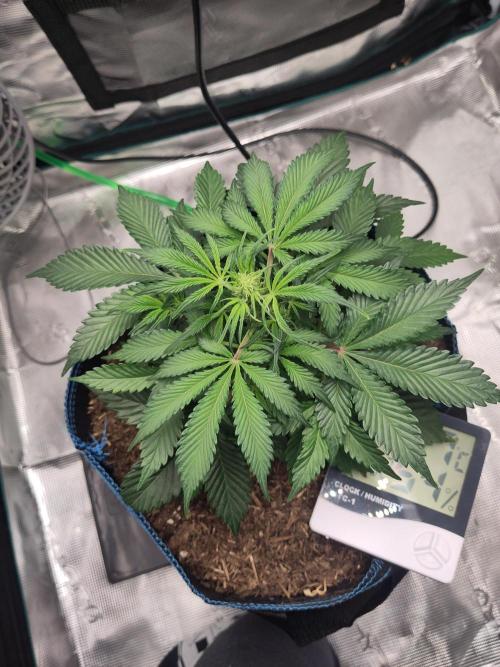 Banana OG Auto #007. Week 4