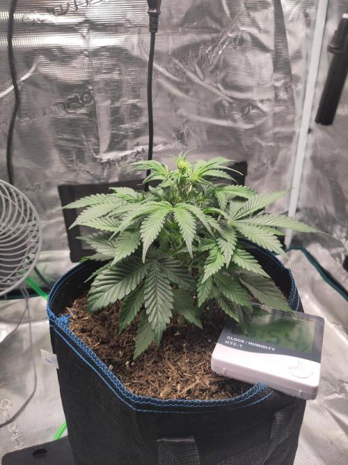 Banana OG Auto #007. Week 4