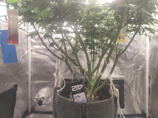 OG Kush #006. Week 12