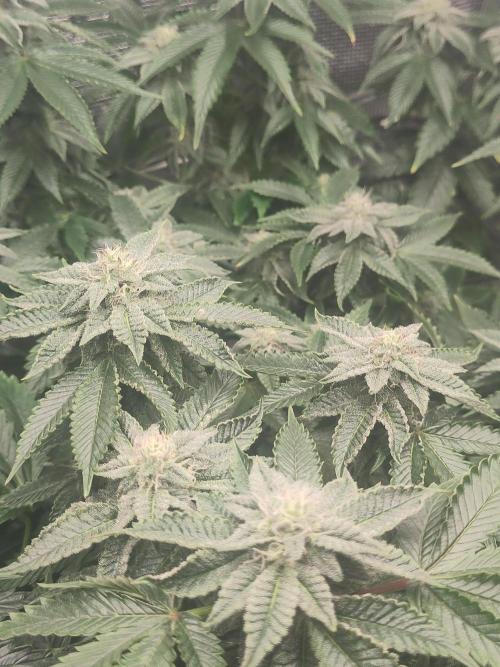 OG Kush #006. Week 12