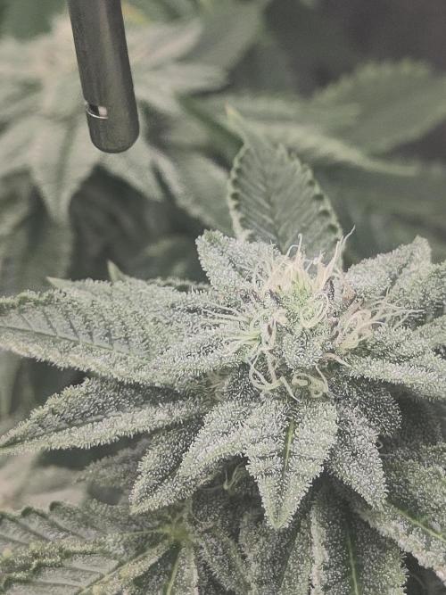 OG Kush #006. Week 12