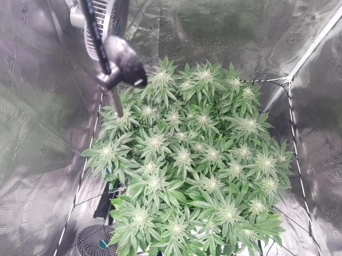 OG Kush #006. Week 12