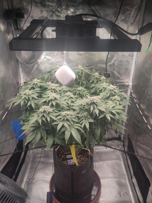 OG Kush #006. Week 12